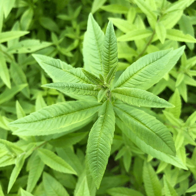 Hydrolat de Verveine